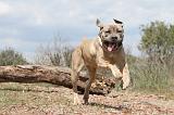 CANE CORSO 325